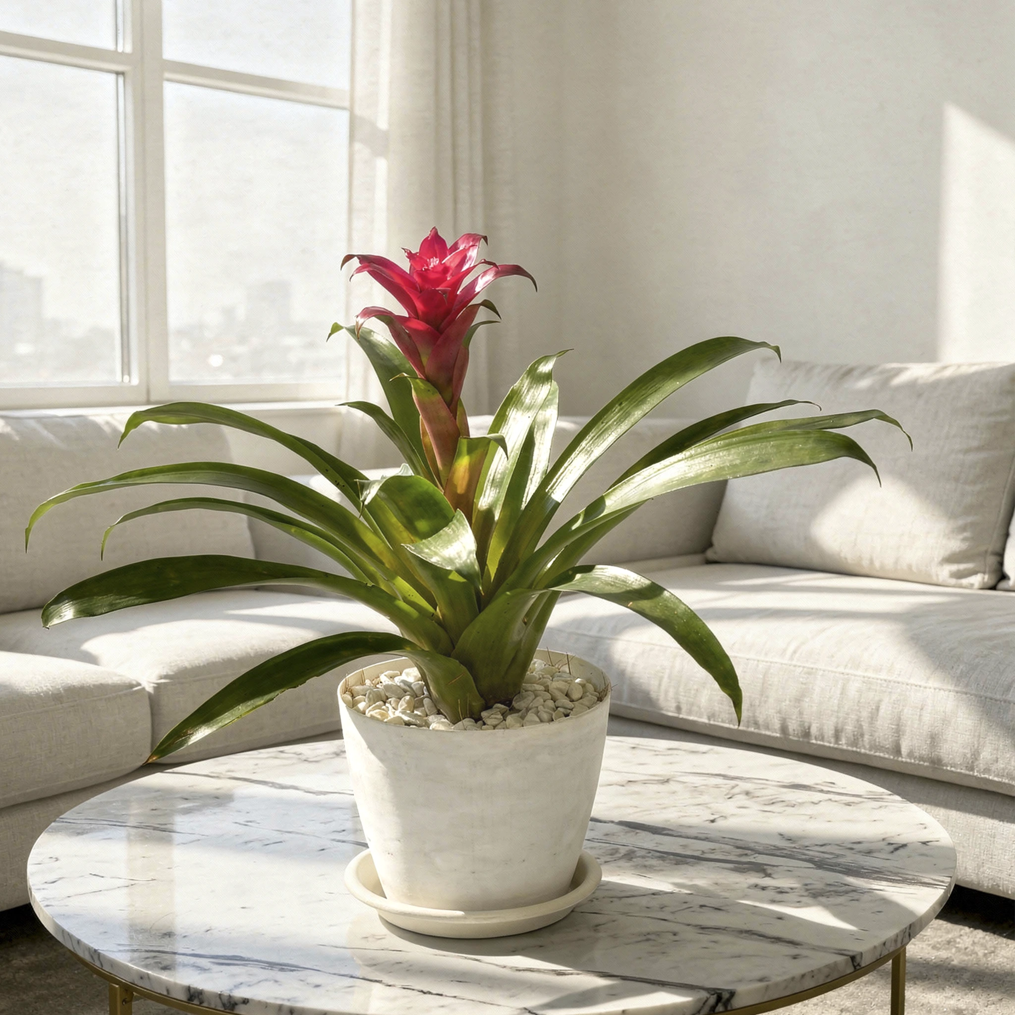 Guzmania Bromeliad tropical flowering plant in decorative pot with vibrant bloom