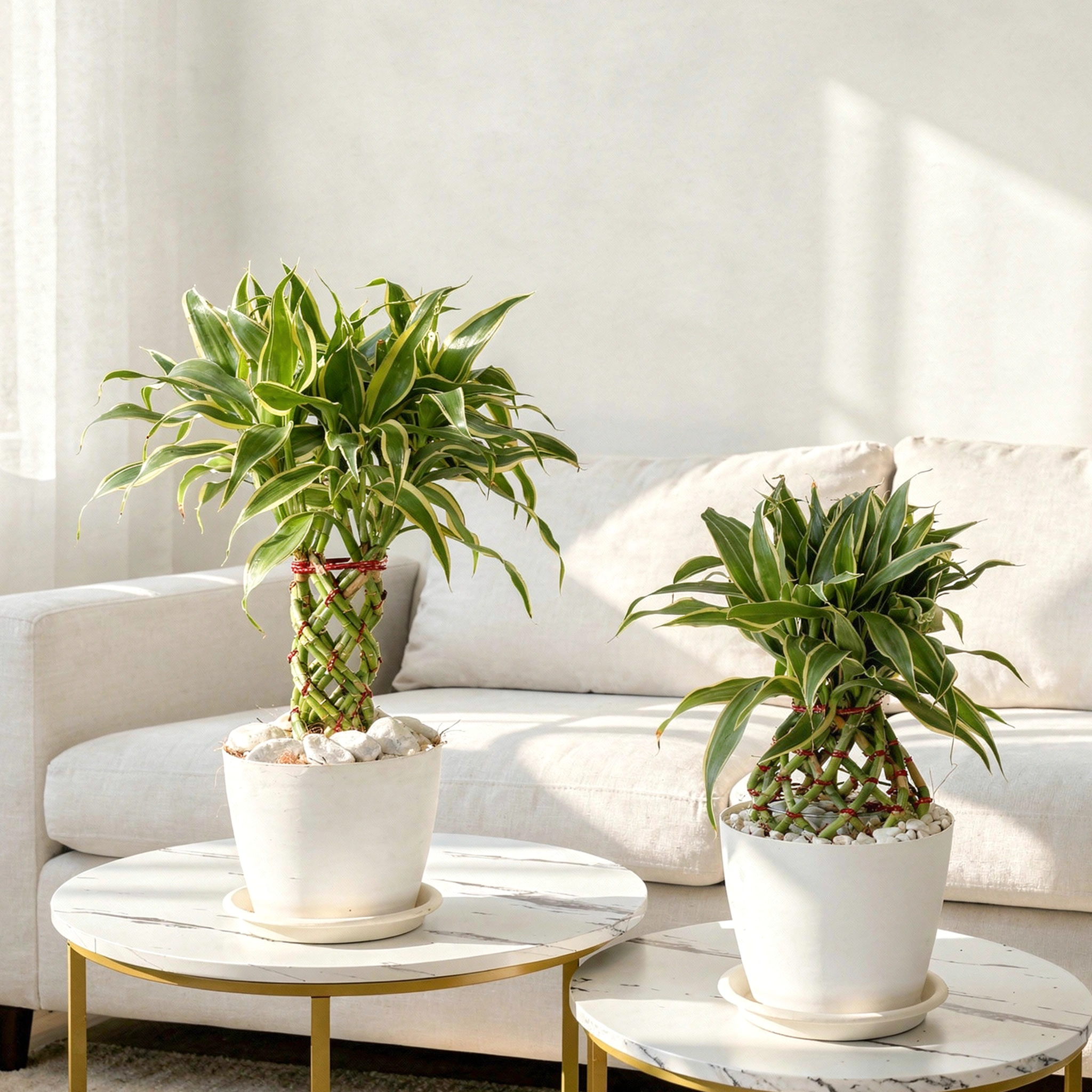 Lucky Bamboo Dracaena sanderiana green stalk indoor plant arrangement decorative gift for good luck and prosperity