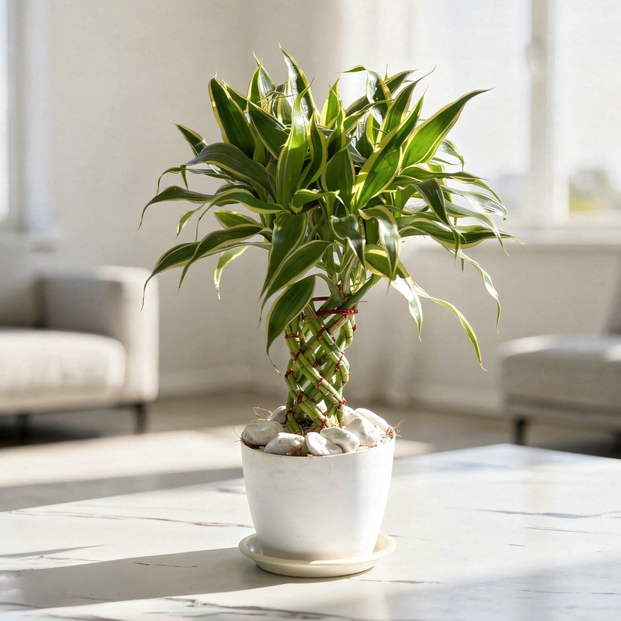 Lucky Bamboo Dracaena sanderiana green stalk indoor plant arrangement decorative gift for good luck and prosperity