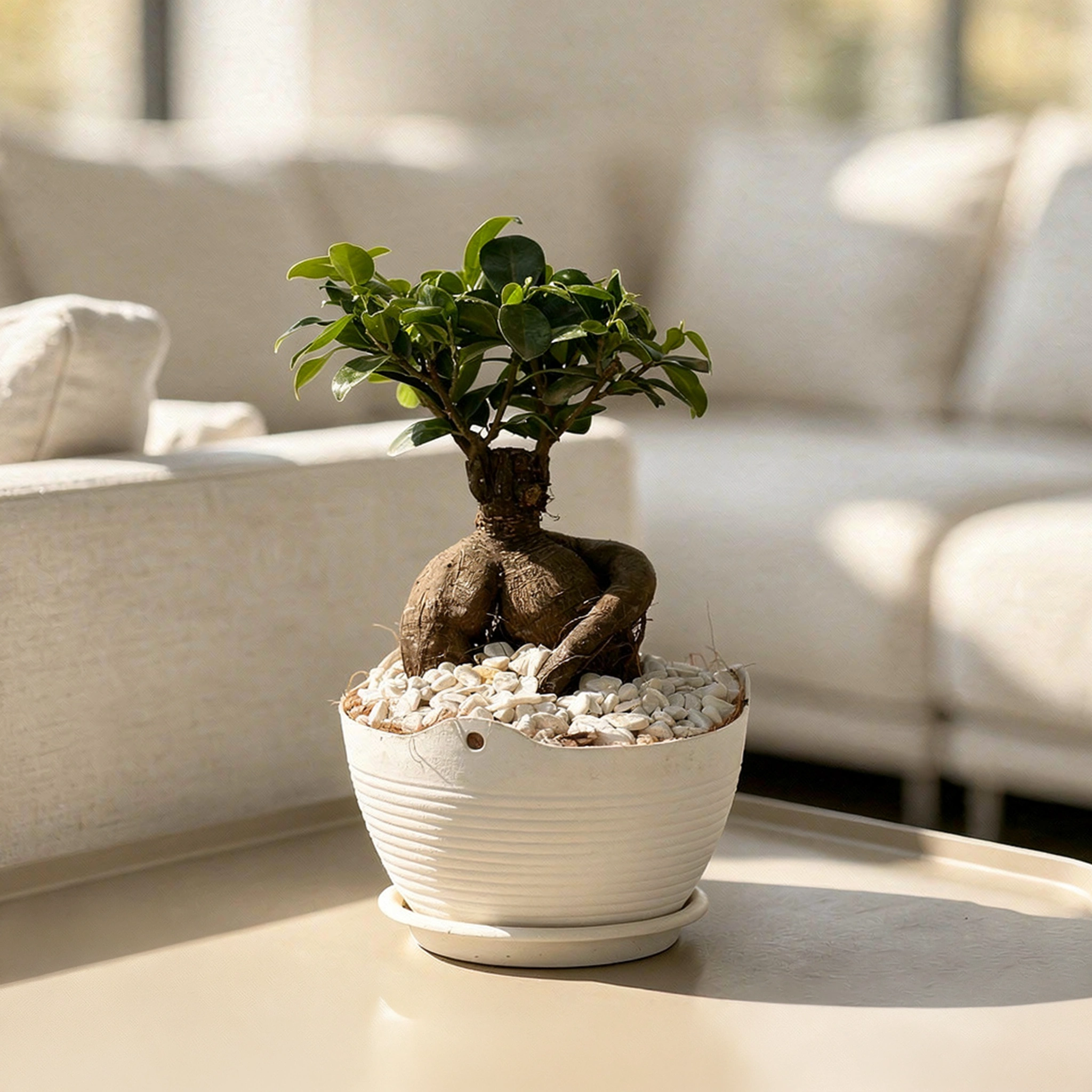 Ficus Ginseng bonsai Ficus macrocarpa indoor ornamental plant with sculptural roots and lush green foliage decorative bonsai tree for home and office