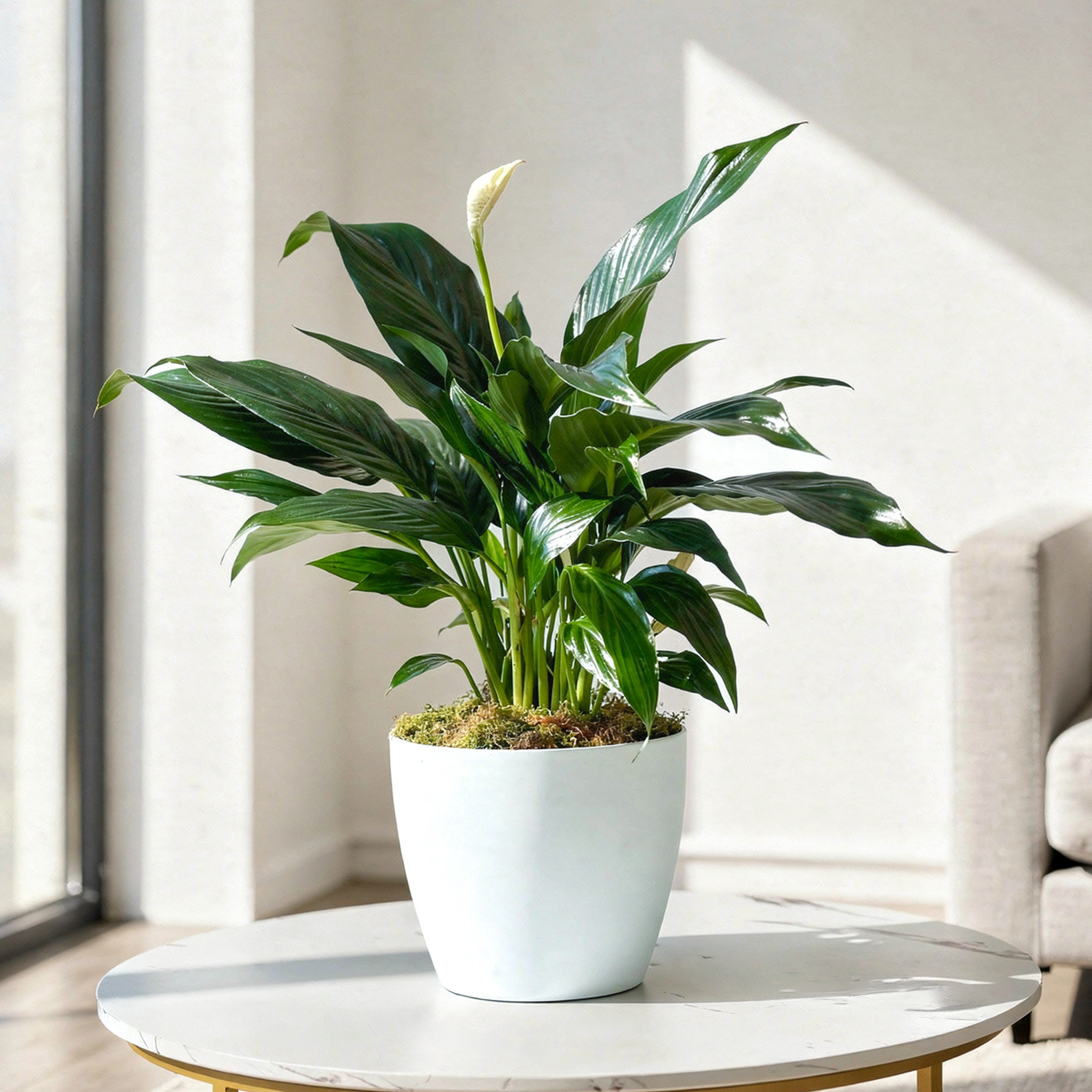 Peace Lily Spathiphyllum indoor plant with white flowers and lush green leaves elegant air purifying houseplant for home and office decor