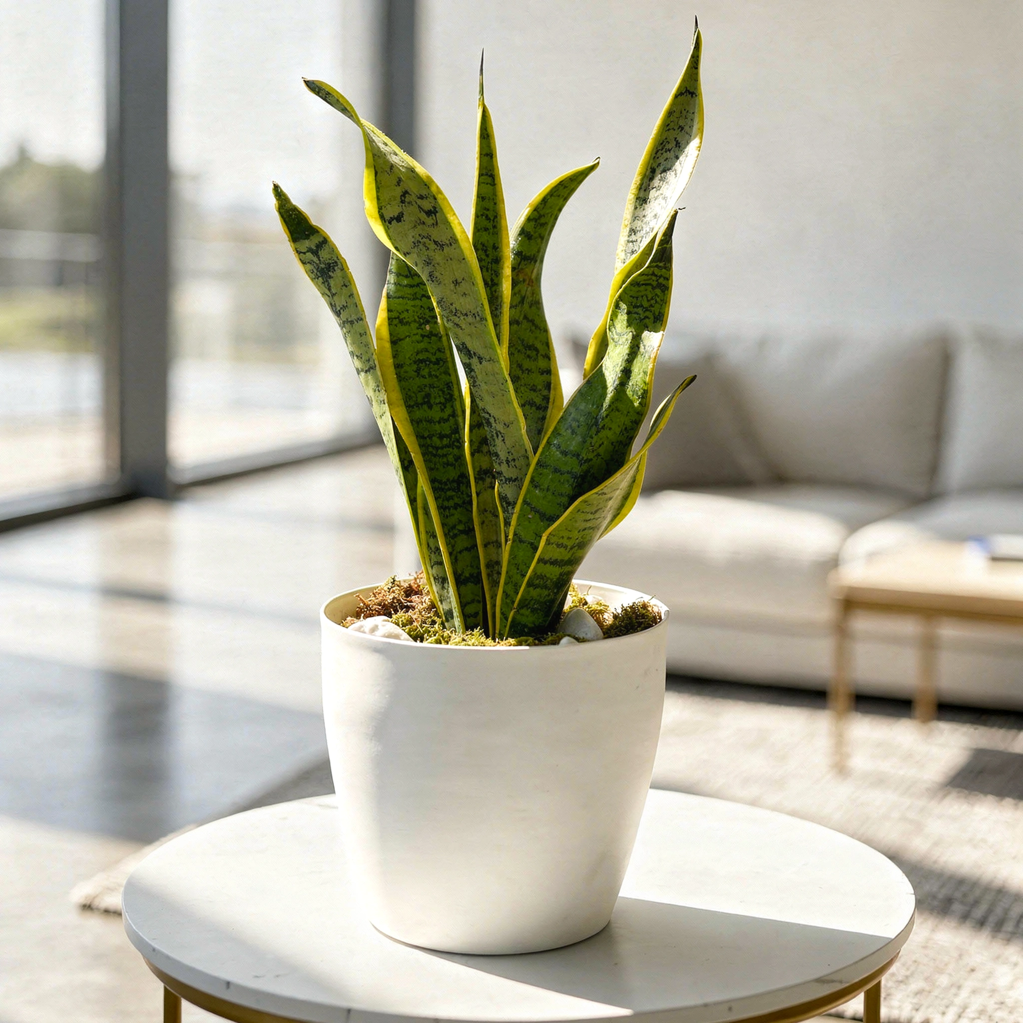 Healthy Variegated Snake Plant with green and yellow striped leaves in a decorative pot, ideal for indoor home and office décor.